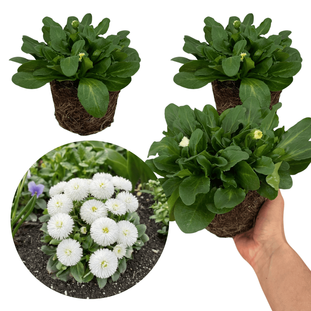 Bellis Habanera White - Frankton's