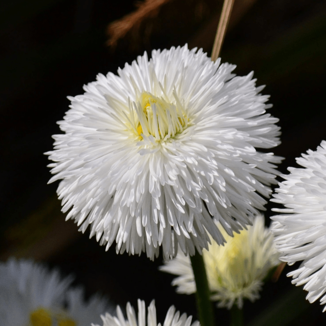 Bellis White - Frankton's