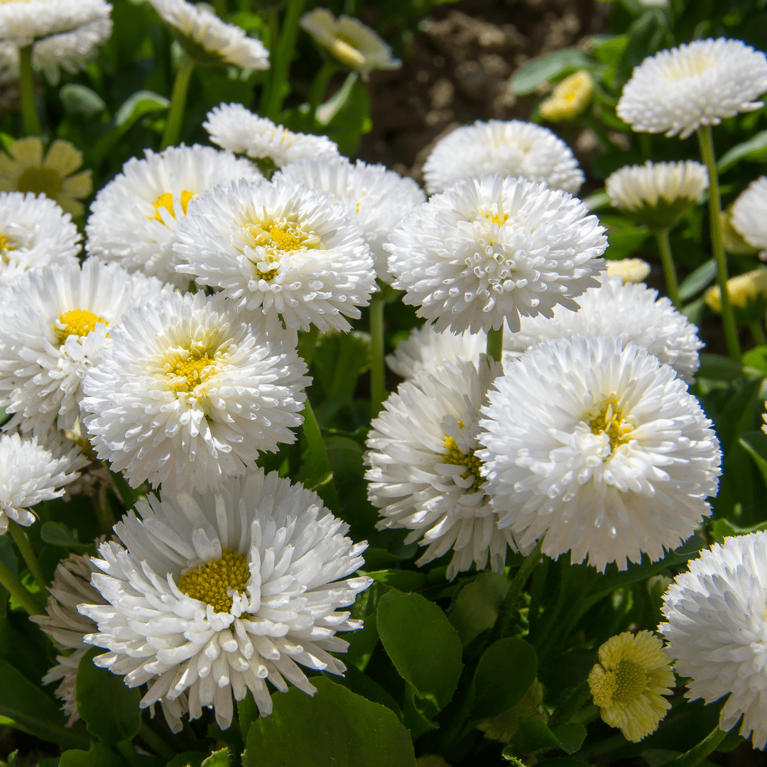 Bellis White - Frankton's
