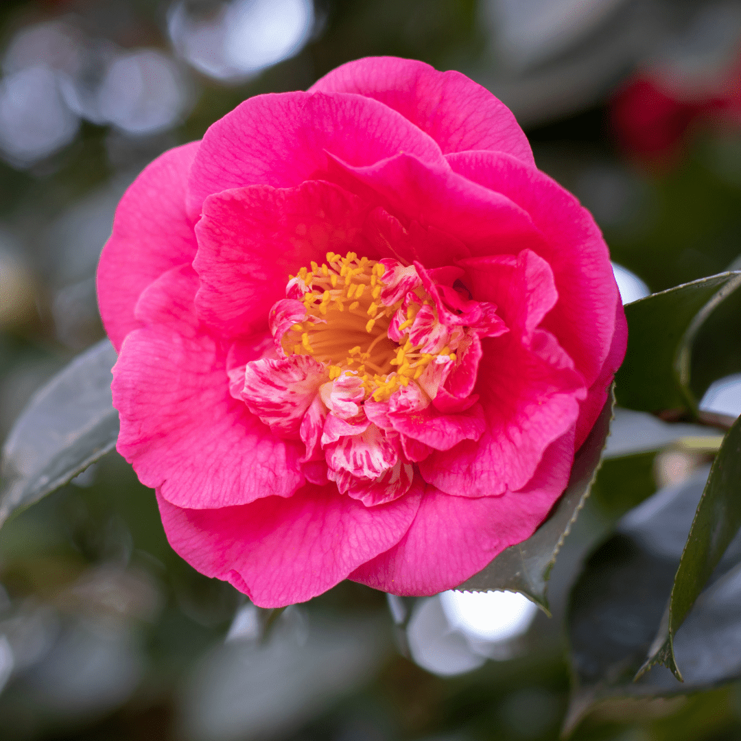 Camellia Pink - Frankton's