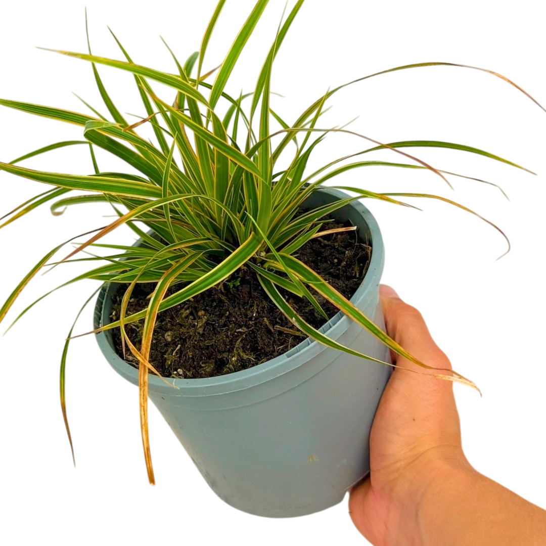 Carex Everglow - Frankton's
