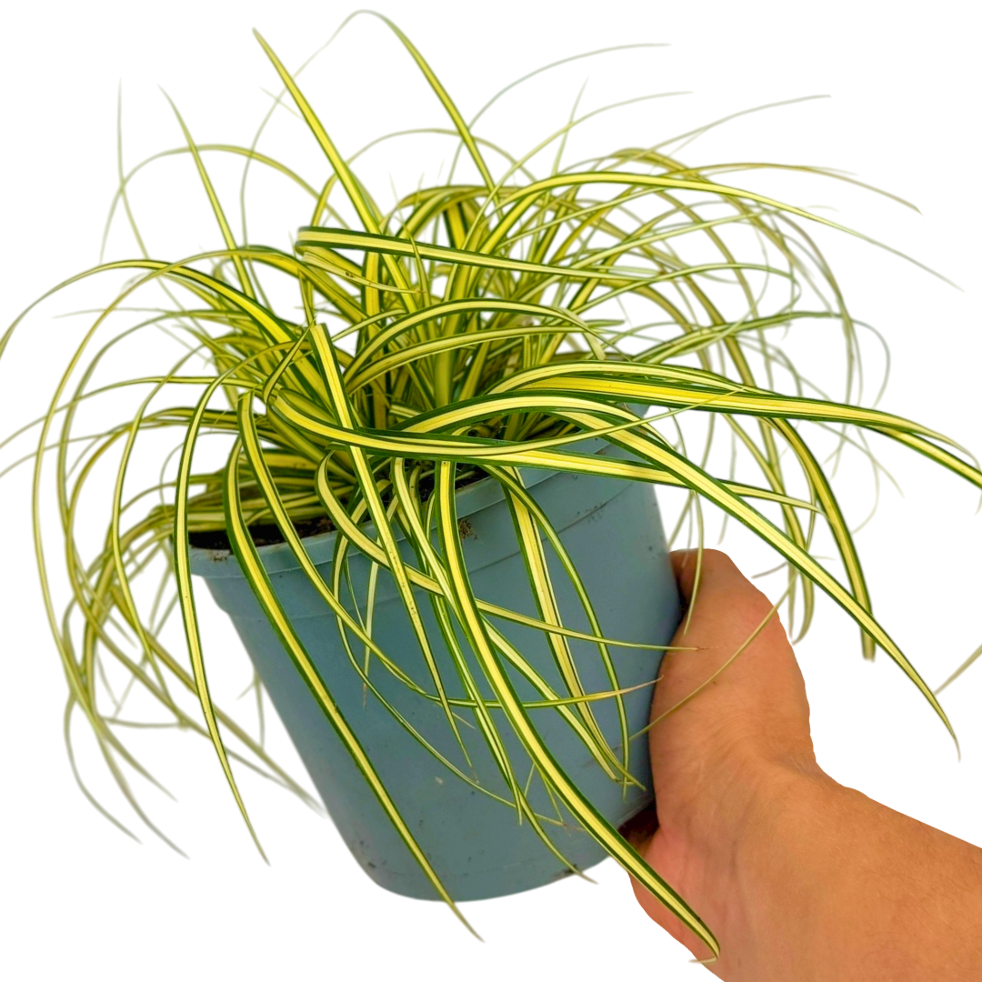 Carex Evergold - Frankton's