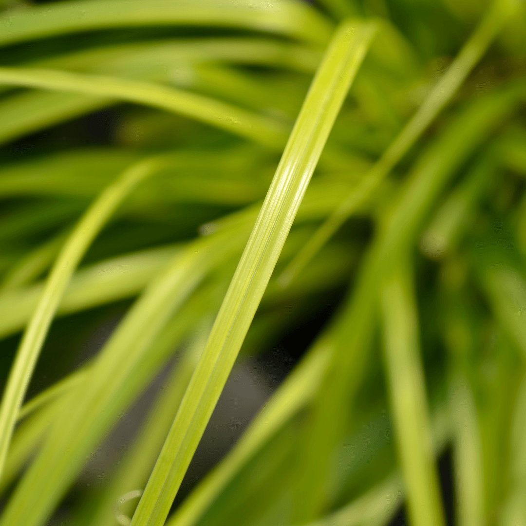 Carex Everillo - Frankton's