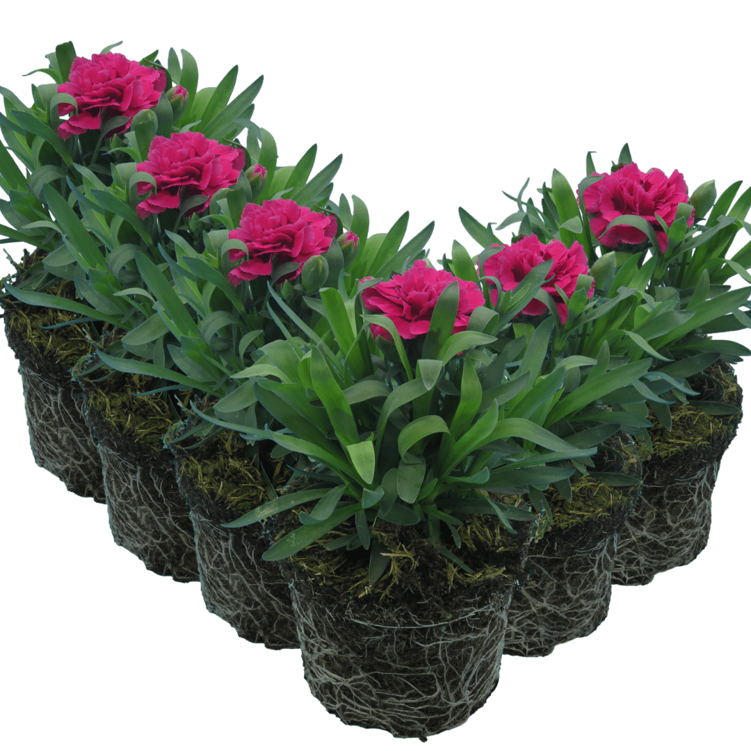 Carnation Oscar - Frankton's