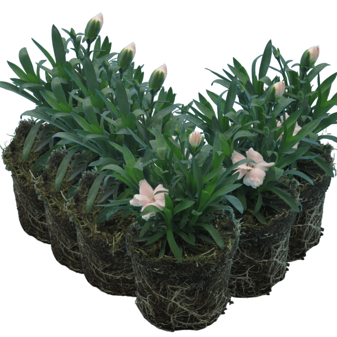 Carnation White - Frankton's