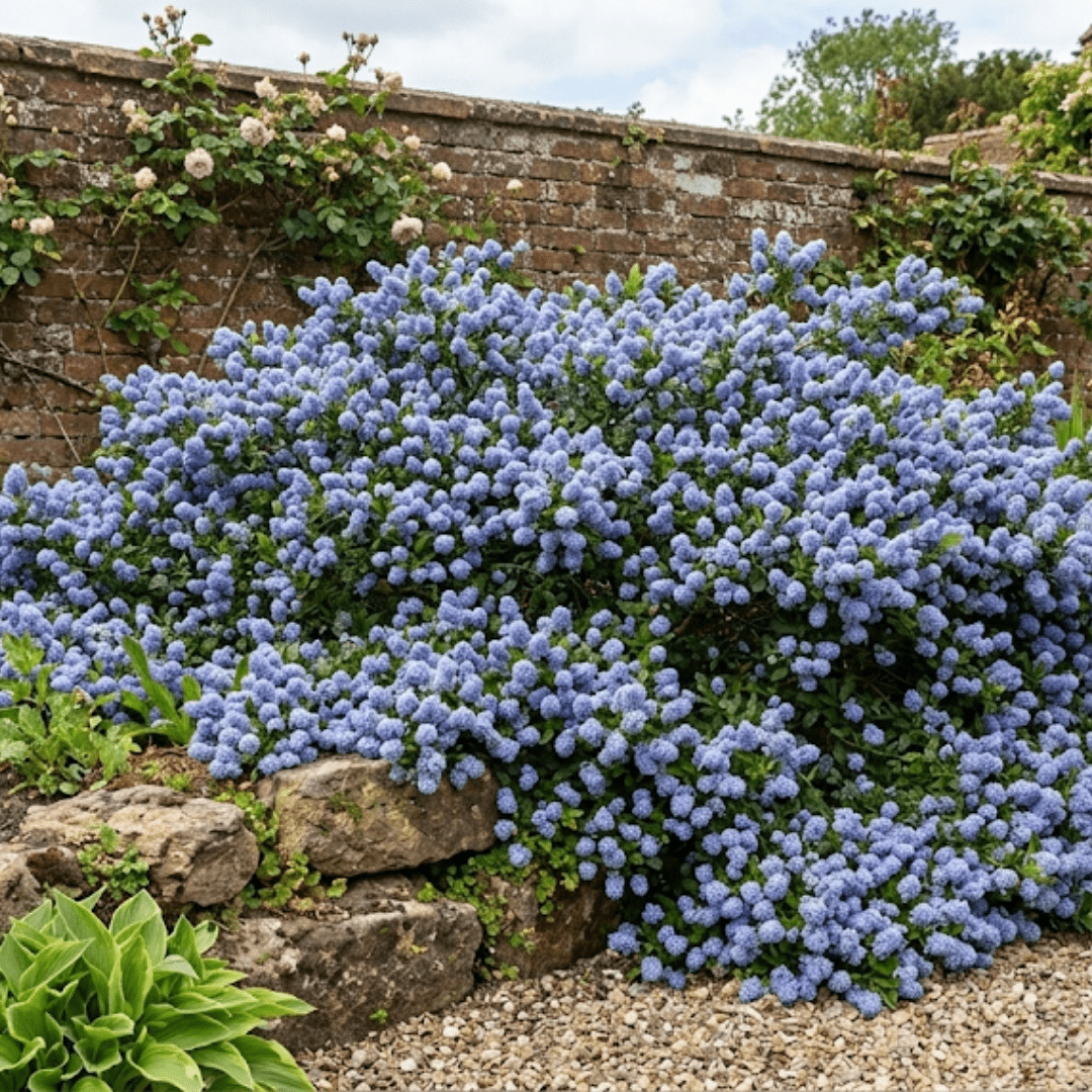 Ceanothus Repens - Frankton's