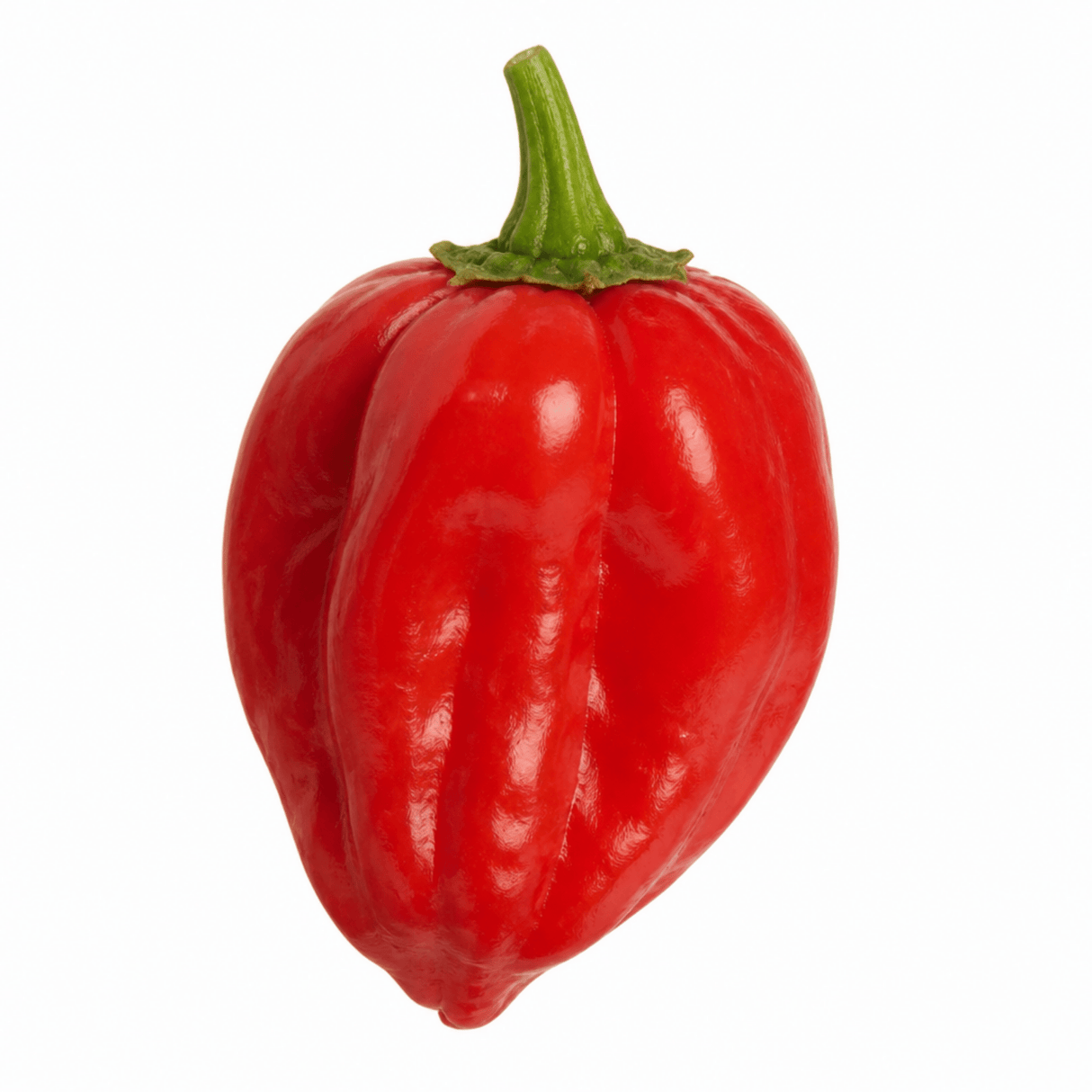 Chilli Pepper Plants, Peppers from Heaven Red, 25cm Pots - Frankton's