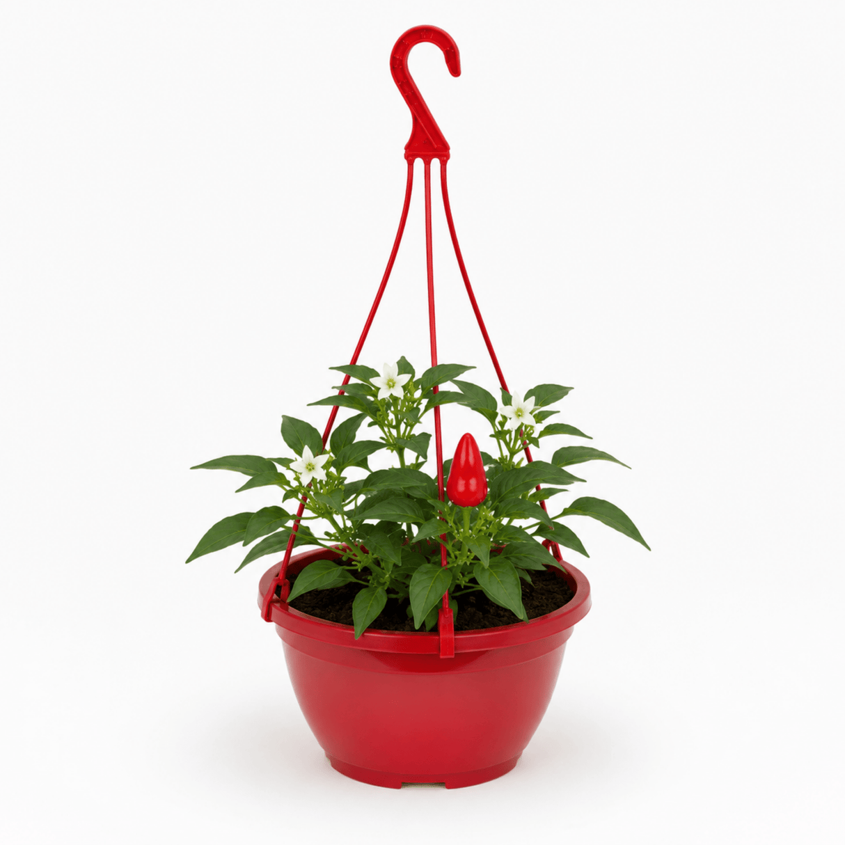 Chilli Pepper Plants, Peppers from Heaven Red, 25cm Pots - Frankton's