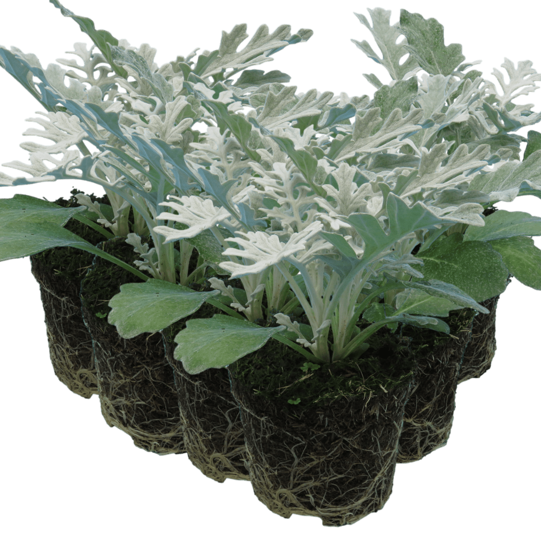 Cineraria Silverdust - Frankton's