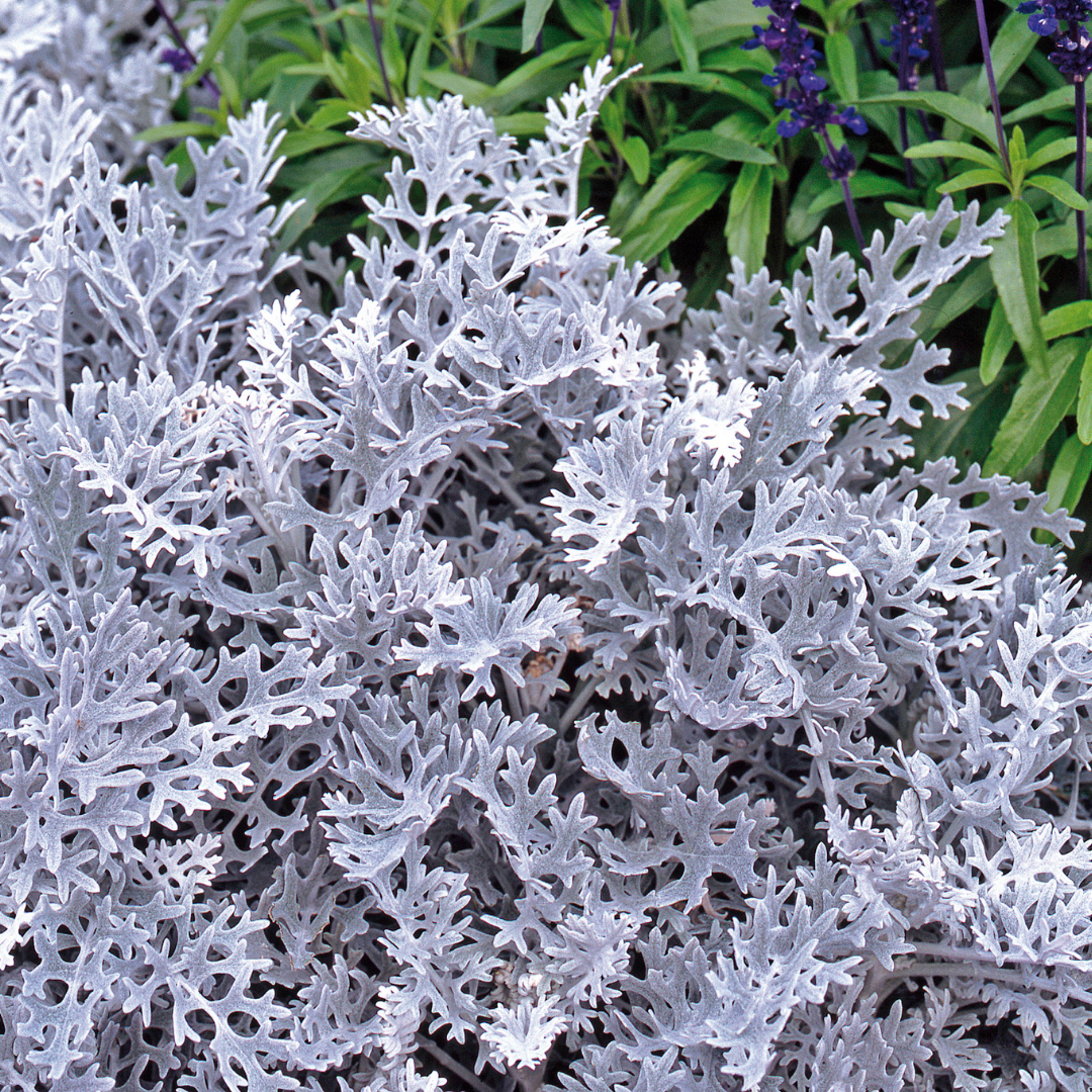 Cineraria Silverdust - Frankton's