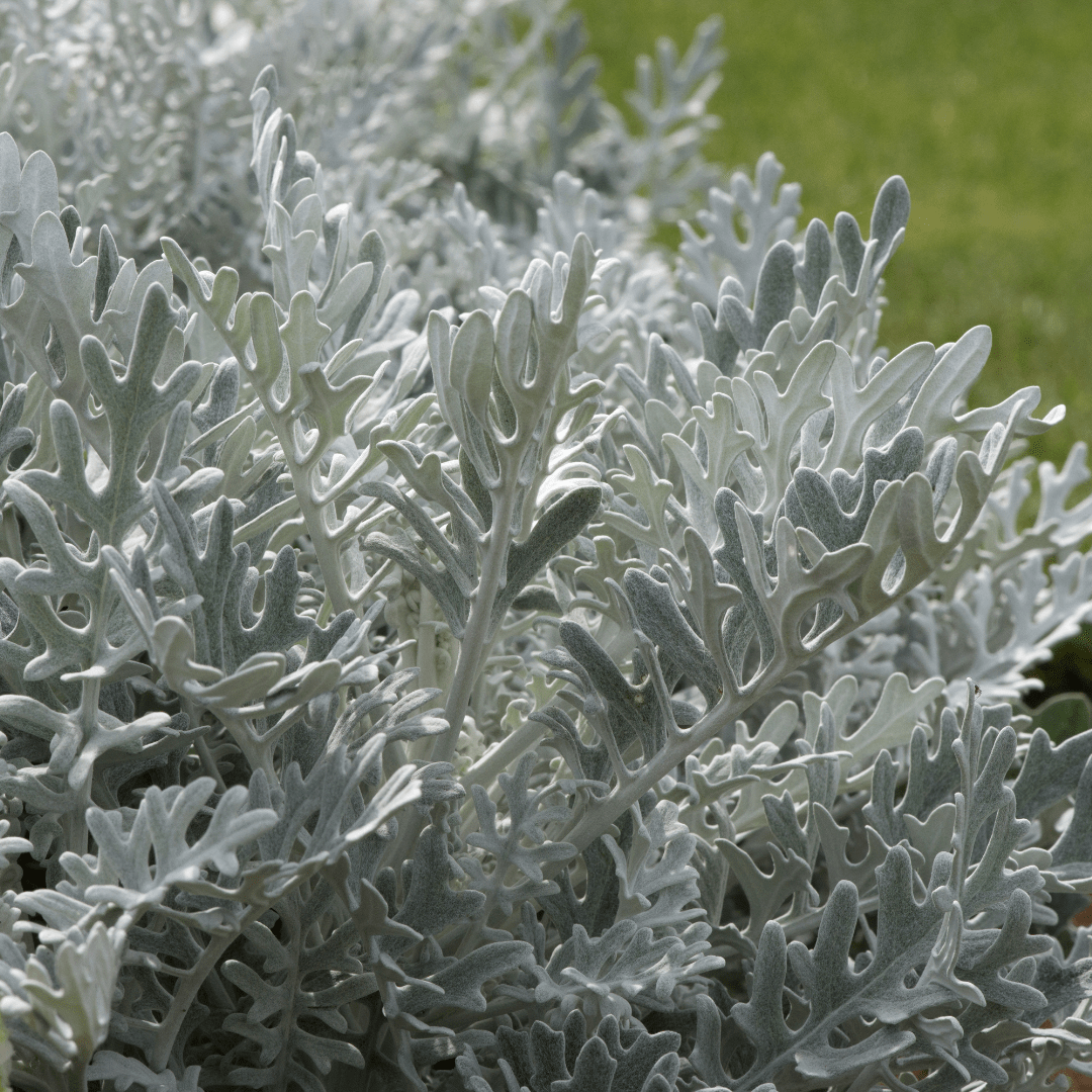 Cineraria Silverdust - Frankton's