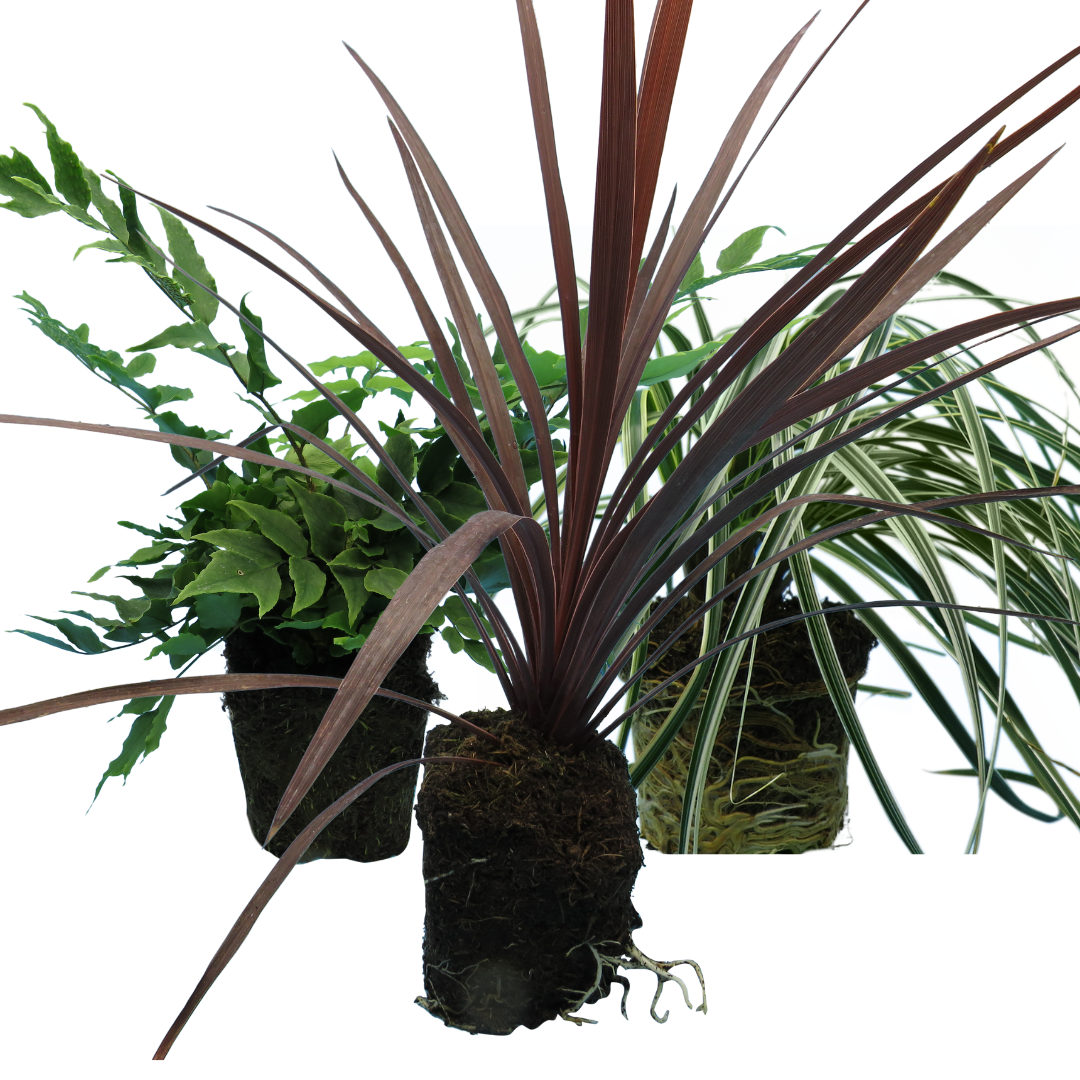 Contemporary Mix - Holly Fern, Grass (Carex Feathe Falls), Cordyline Red Star - Frankton's