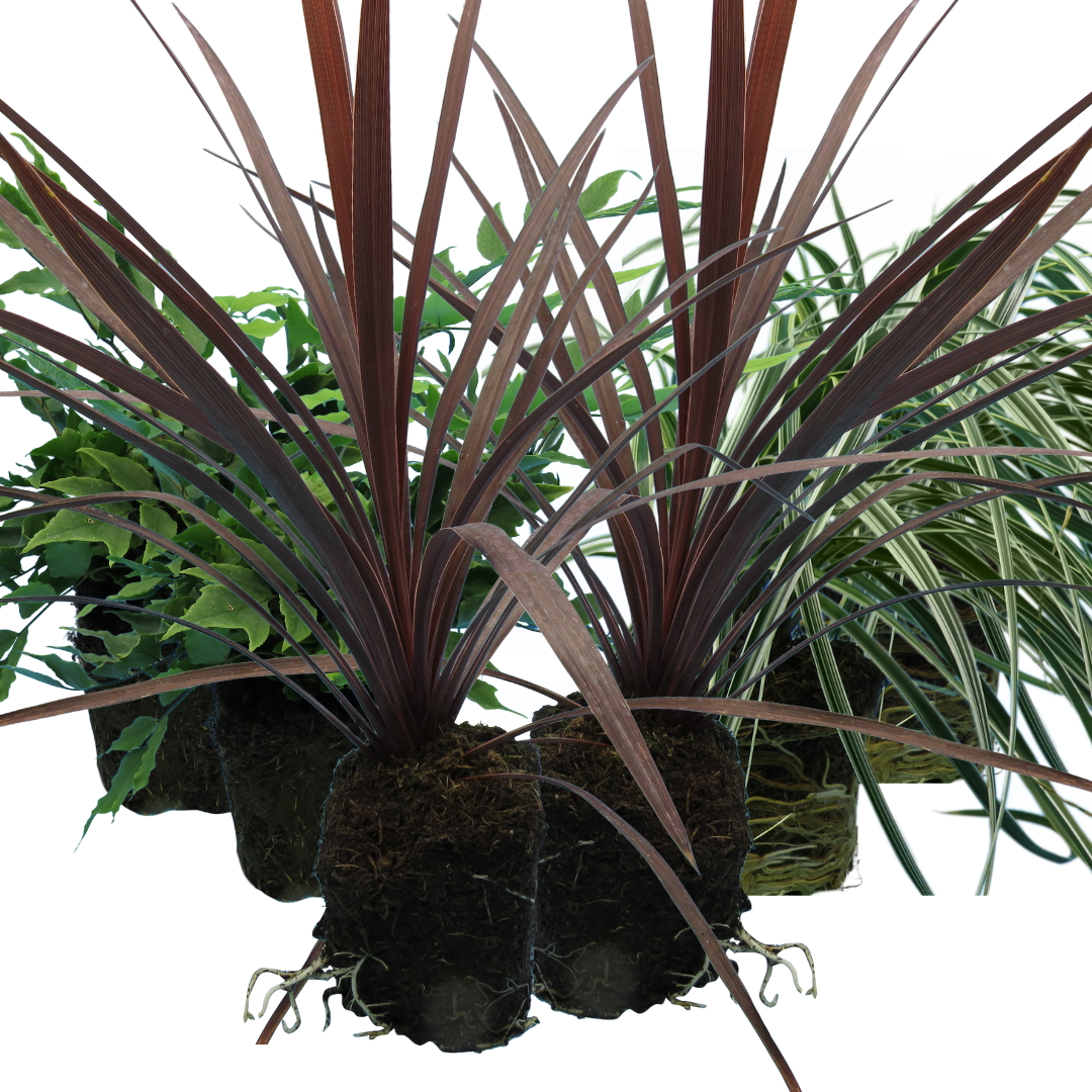 Contemporary Mix - Holly Fern, Grass (Carex Feathe Falls), Cordyline Red Star - Frankton's