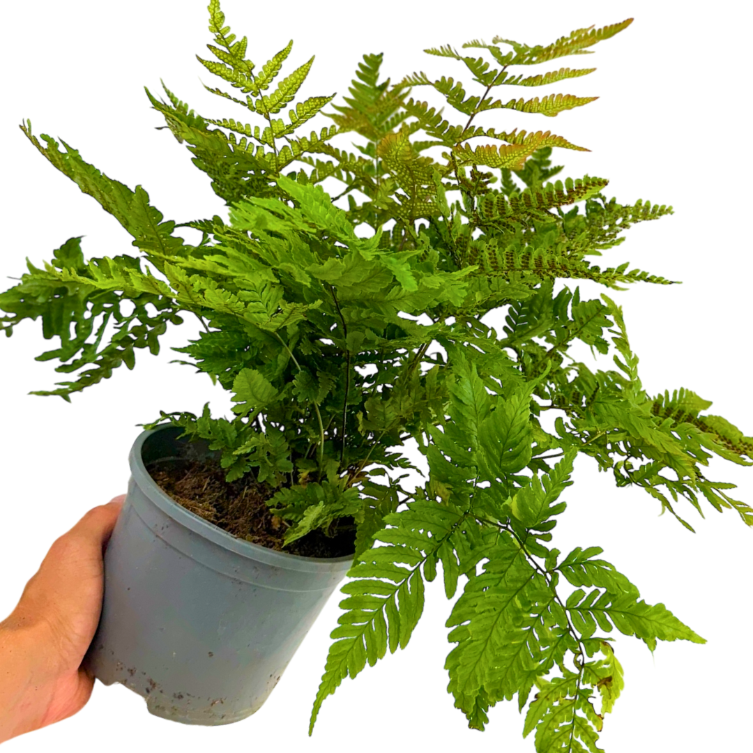 Copper Shield Fern Dryopteris Erythrosora - Frankton's