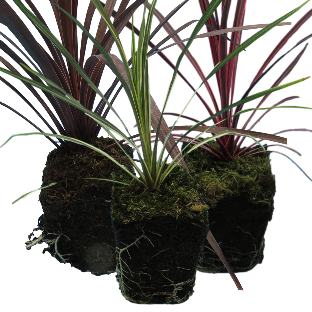 Cordyline Collection - Red Star, Charlie Boy, Torbay Dazzler - Frankton's