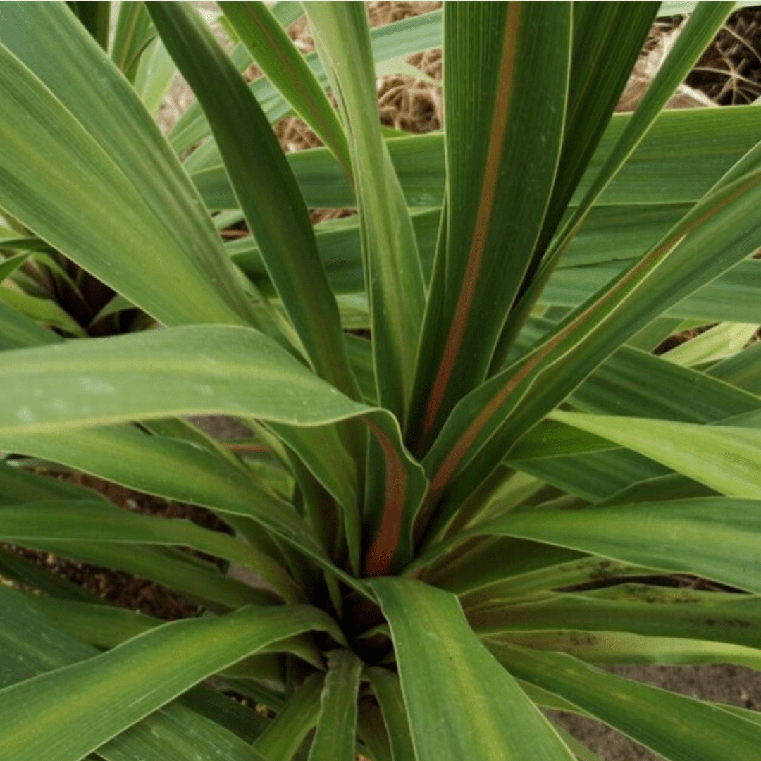 Cordyline Peko - Frankton's