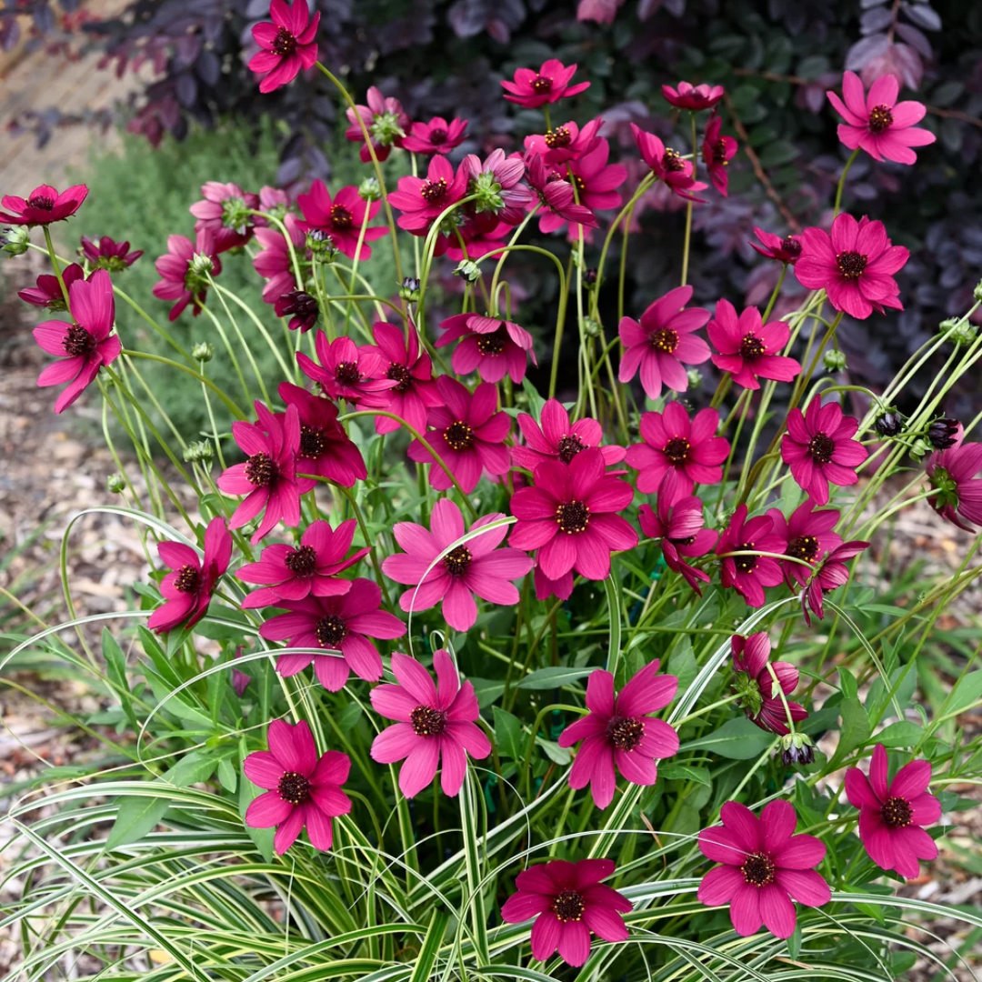 Cosmos Cherry Chocolate - Frankton's