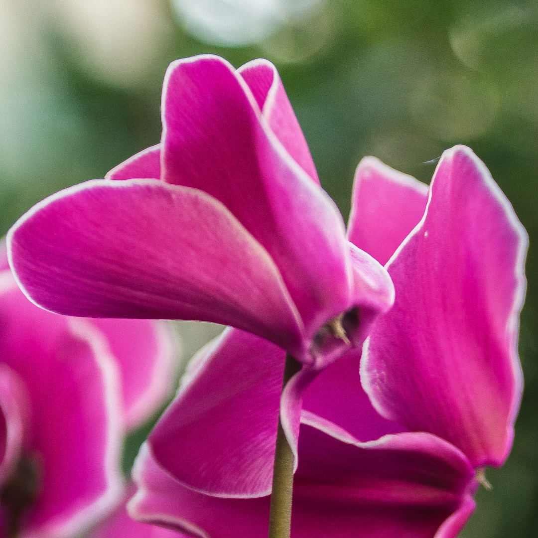 Cyclamen Bicolour Pink Flame - Frankton's