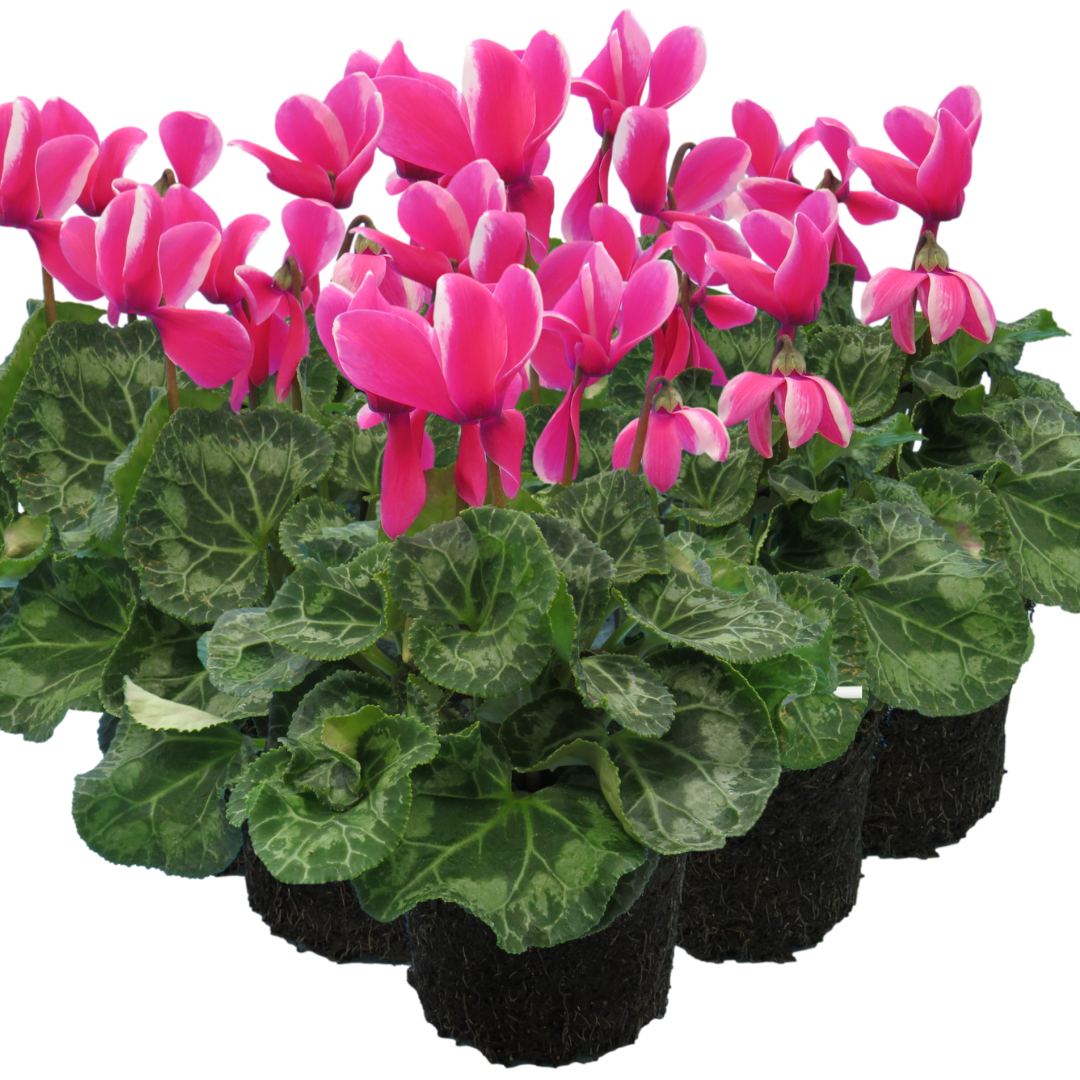 Cyclamen Bicolour Pink Flame - Frankton's