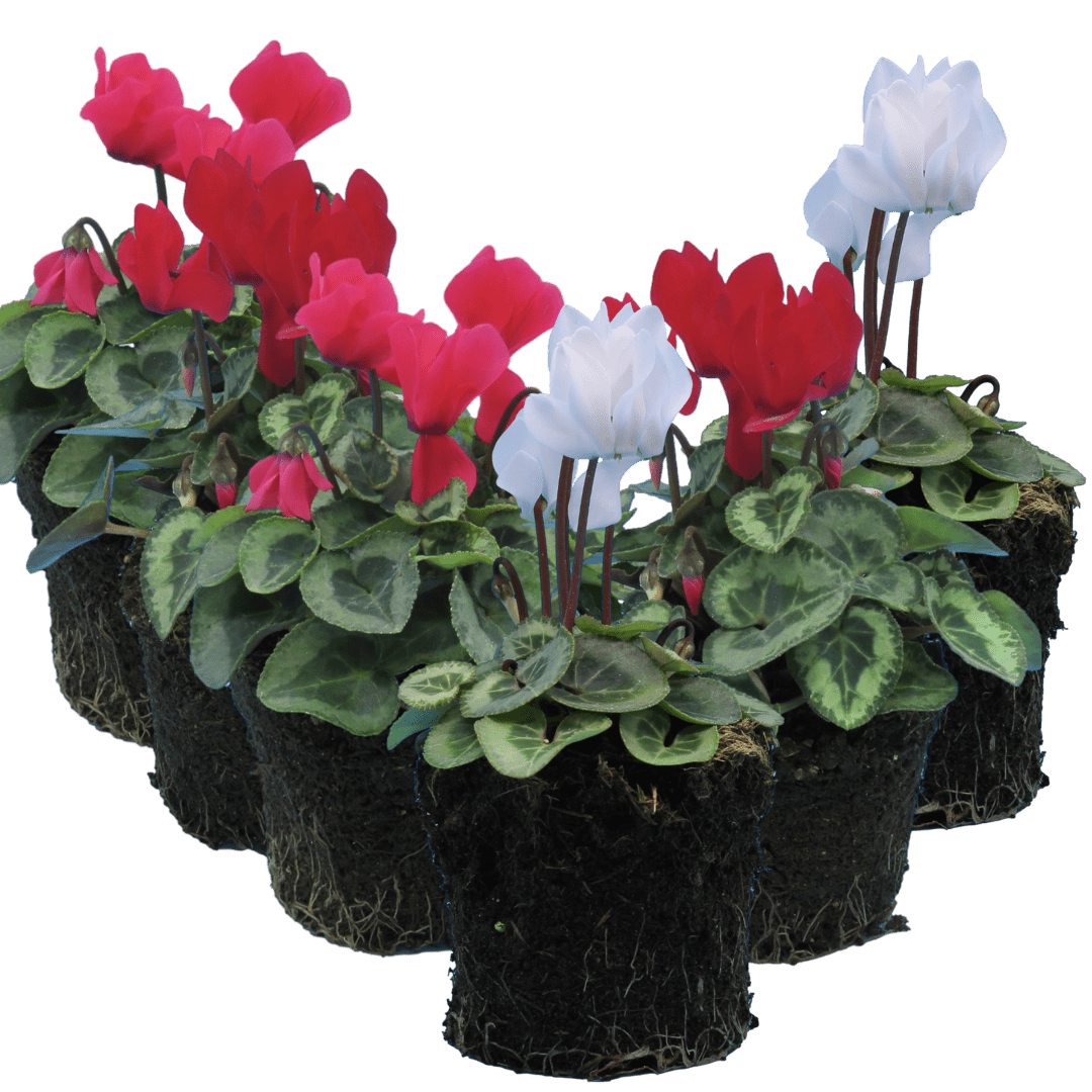 Cyclamen Flame Dark Red 10.5cm - Frankton's