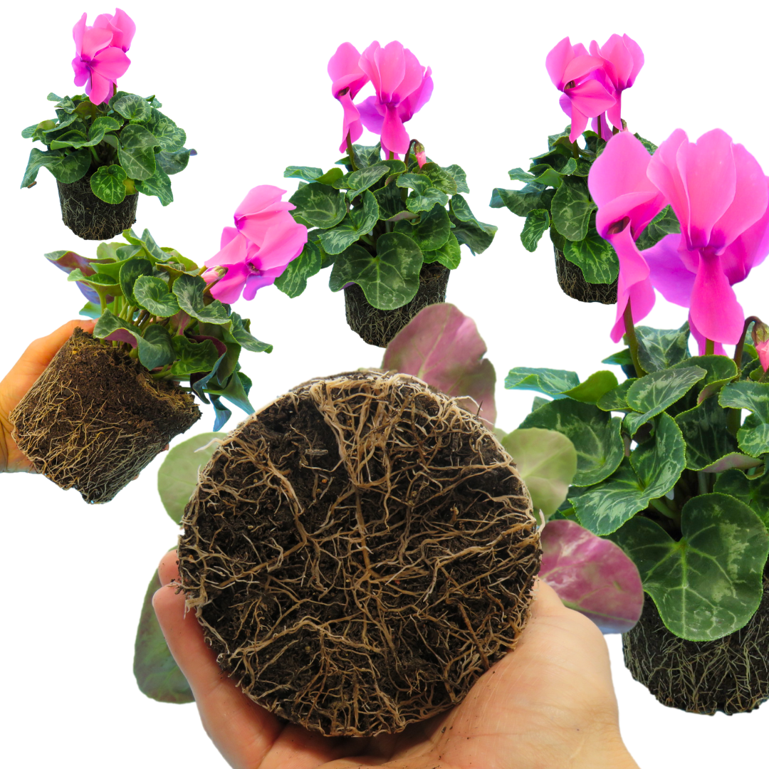 Cyclamen Flame Deep Rose - Frankton's