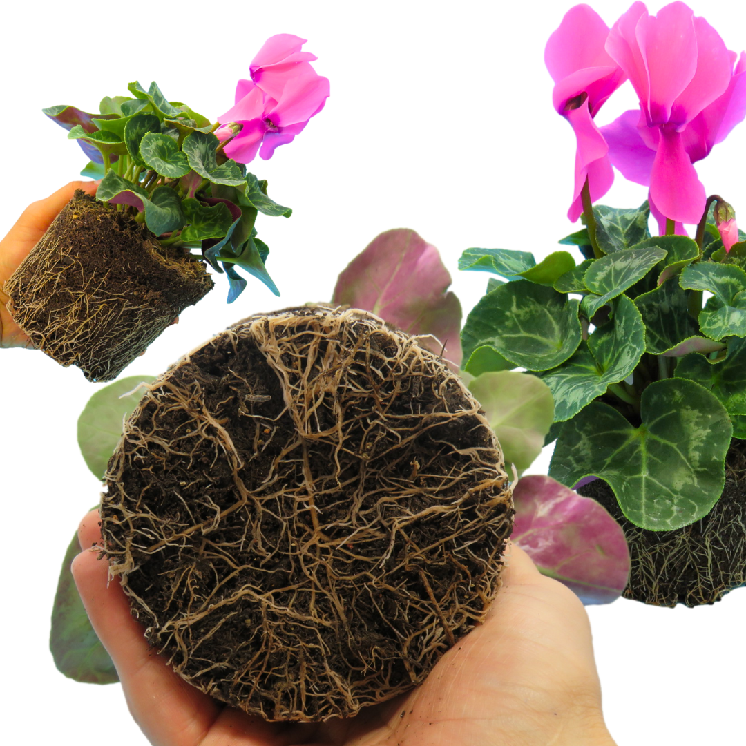 Cyclamen Flame Deep Rose - Frankton's