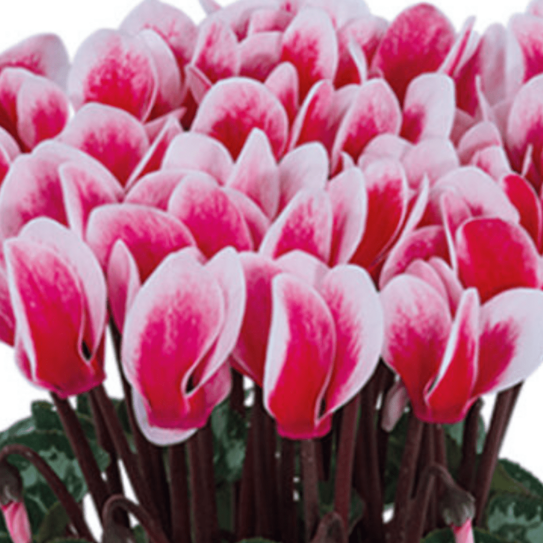 Cyclamen Flame Red 10.5cm - Frankton's