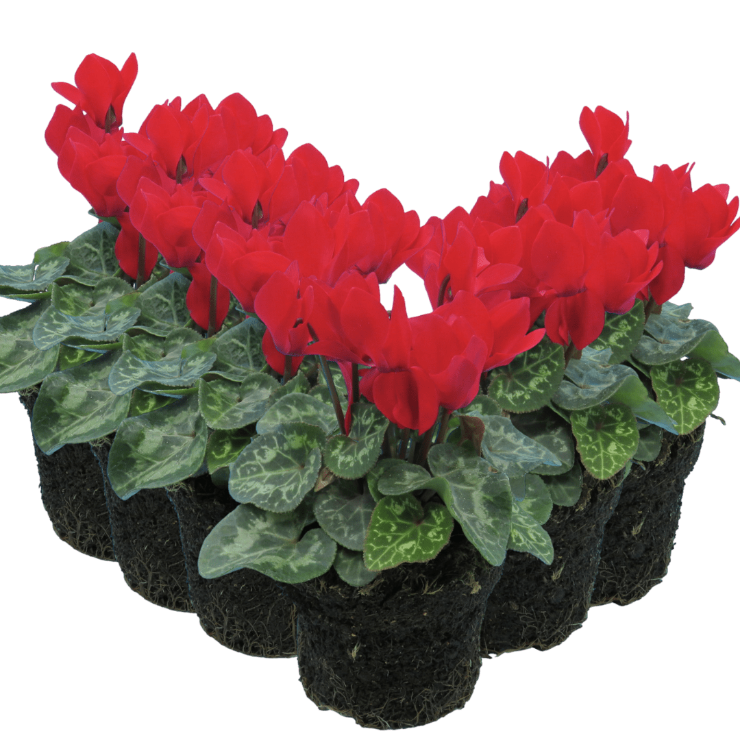Cyclamen Red 10.5cm - Frankton's