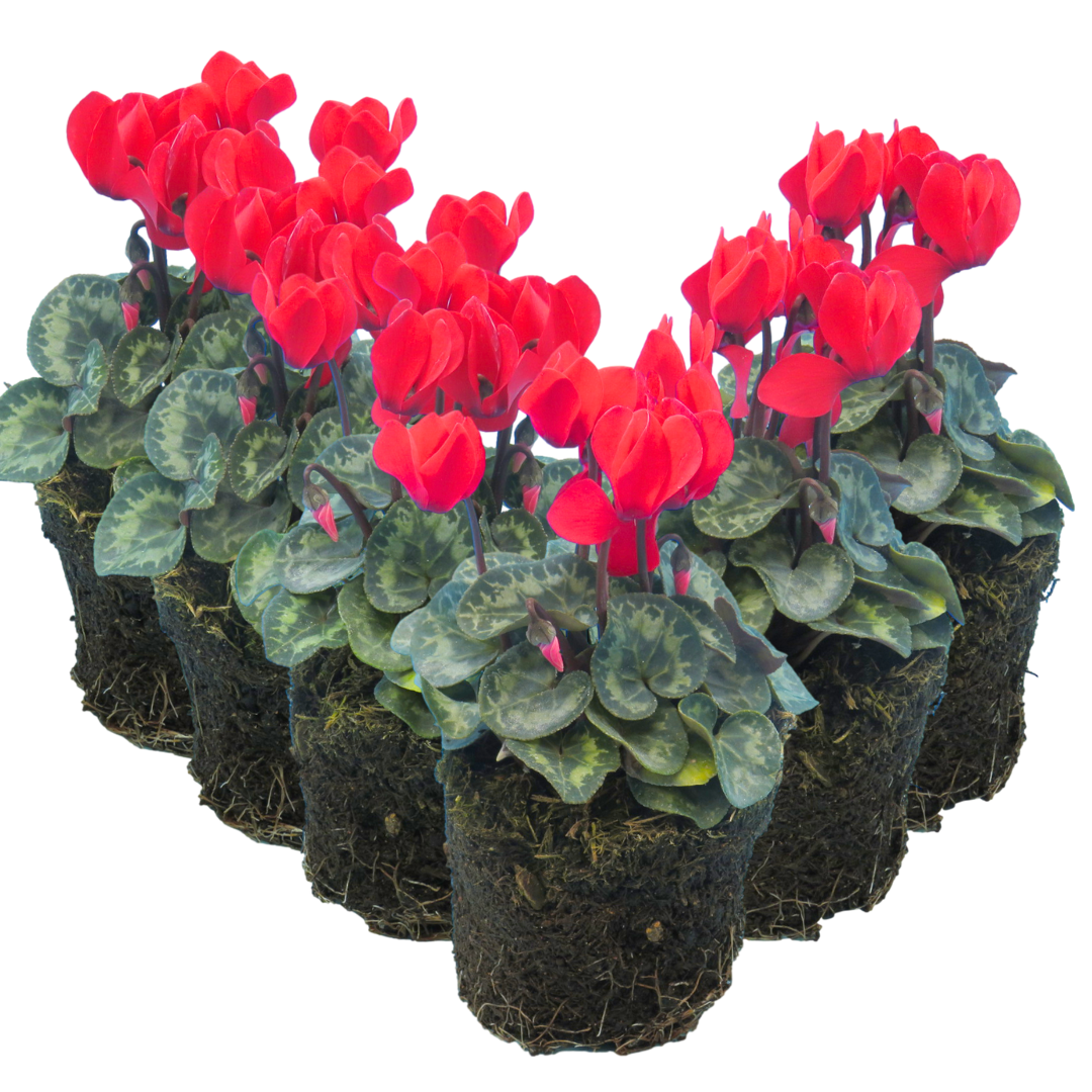 Cyclamen Scarlet 10.5cm - Frankton's