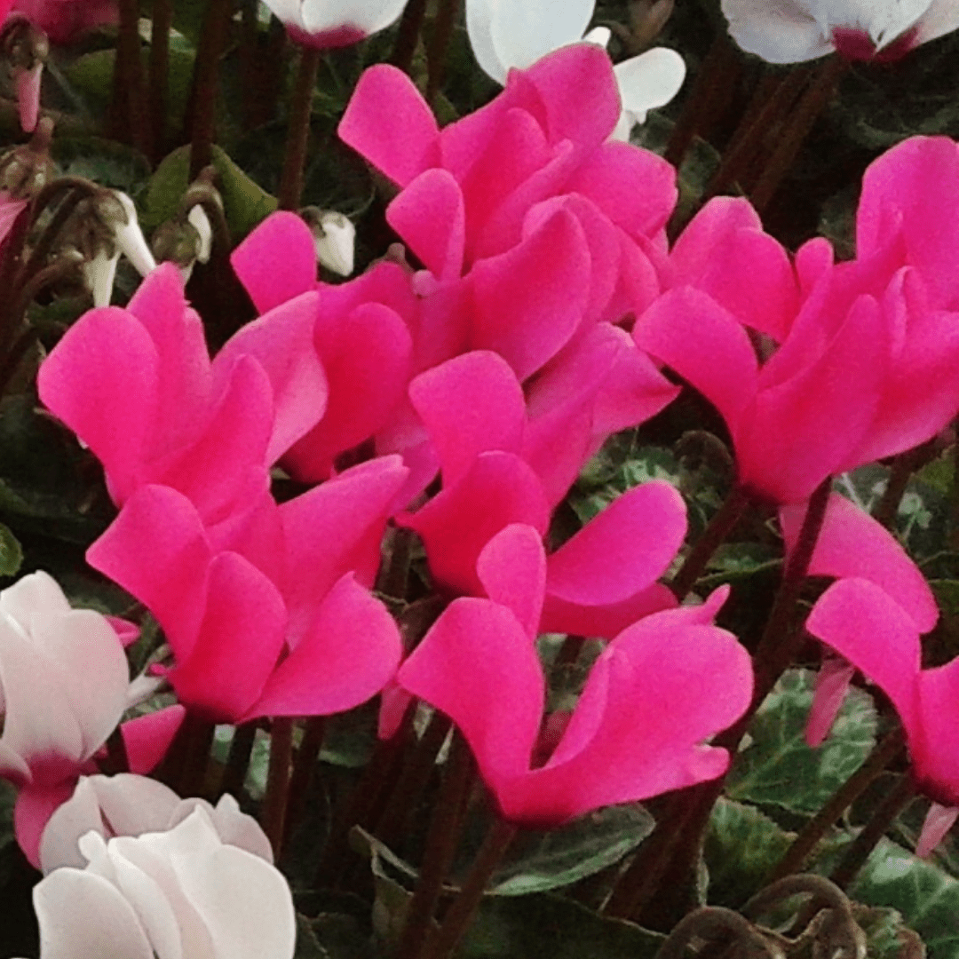 Cyclamen Silver Leaf Magenta 10.5cm - Frankton's