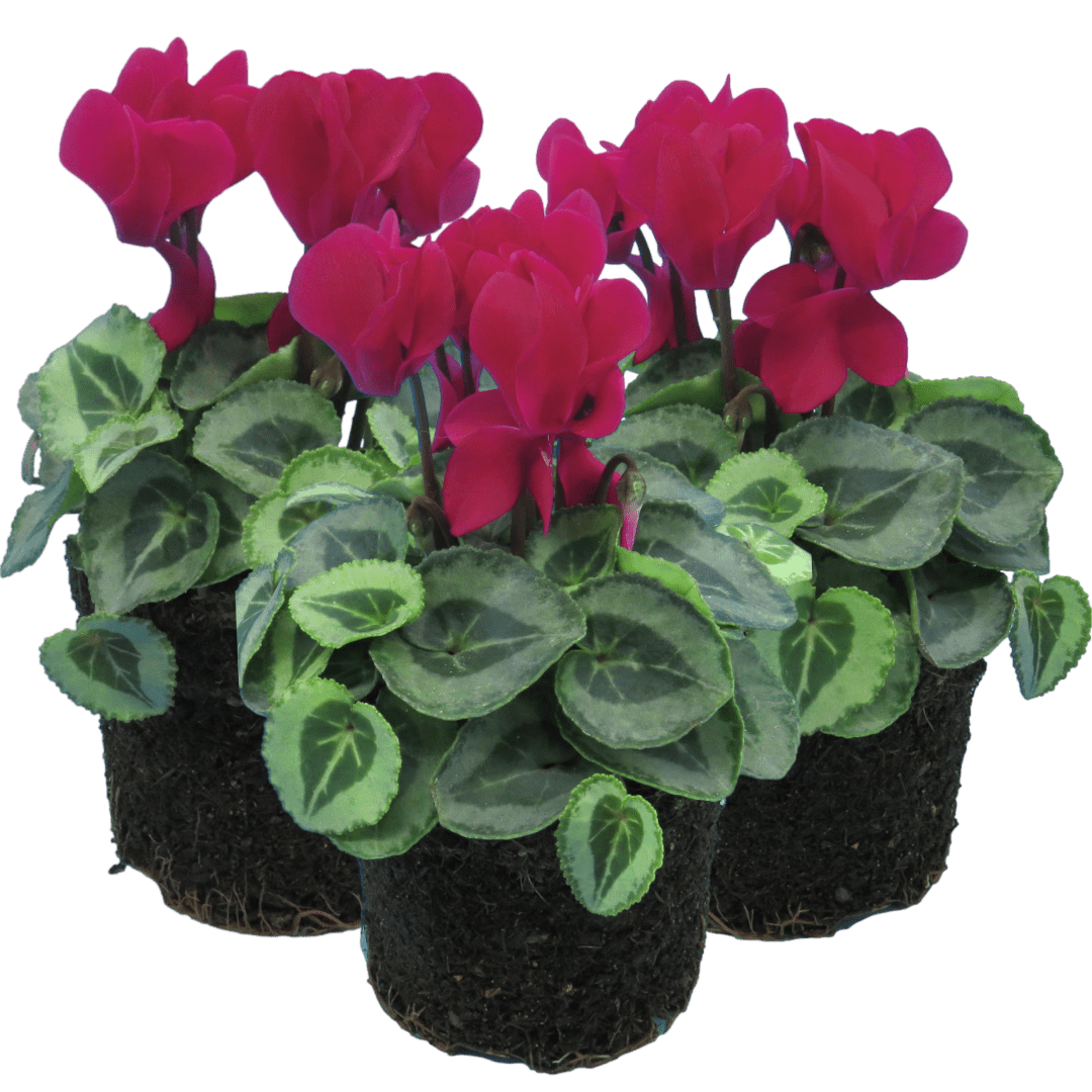 Cyclamen Silver Leaf Magenta 10.5cm - Frankton's