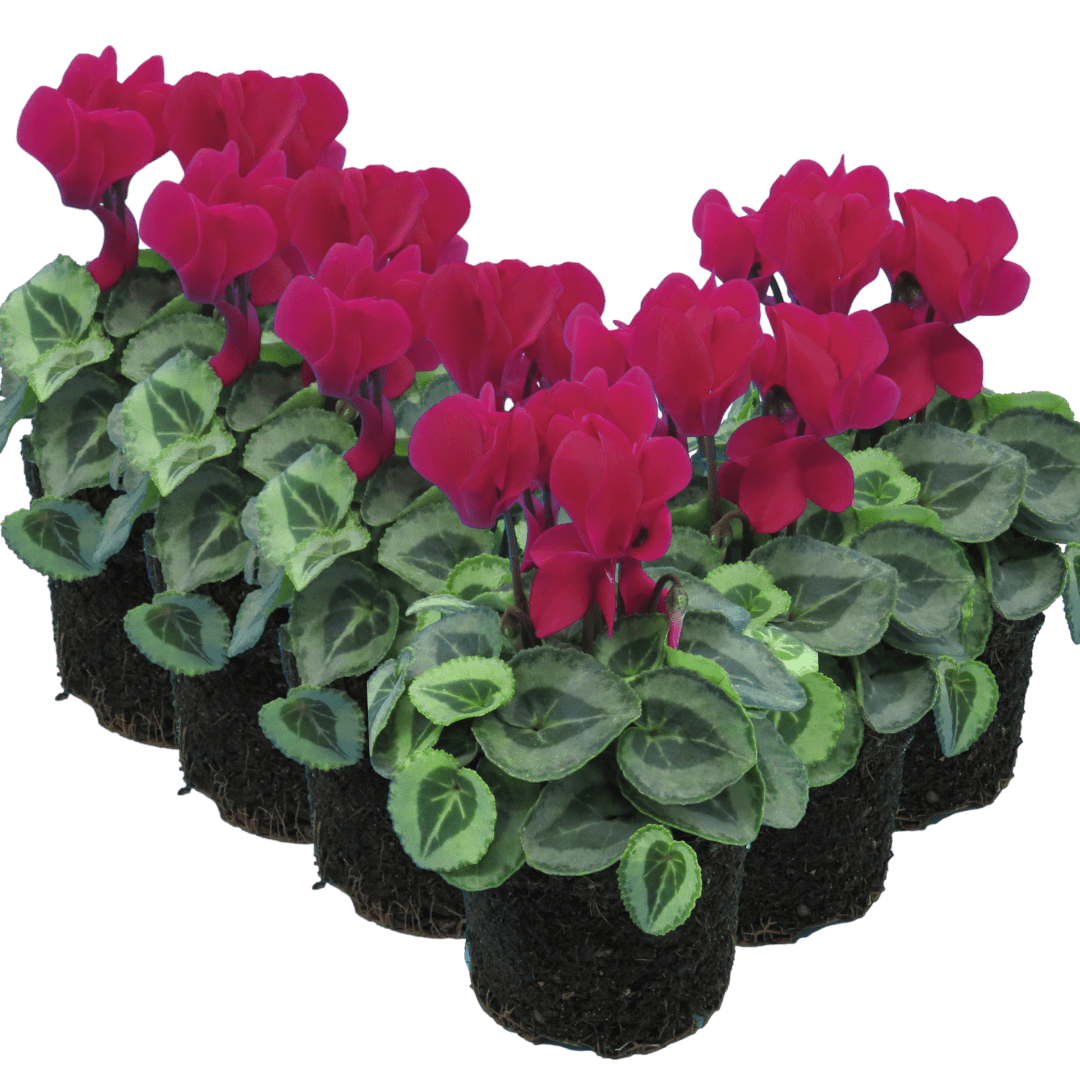 Cyclamen Silver Leaf Magenta 10.5cm - Frankton's