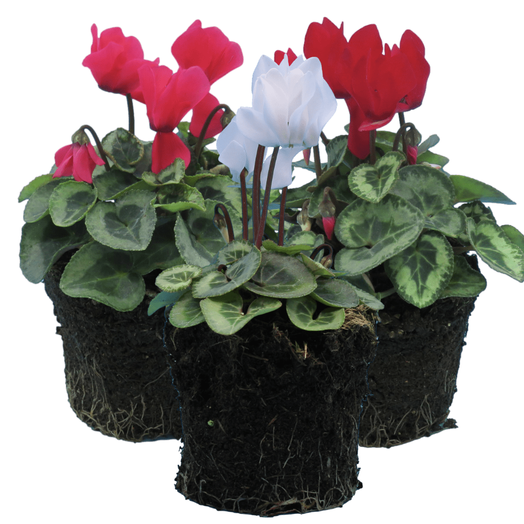 Cyclamen Silver Leaf Mix 10.5cm - Frankton's
