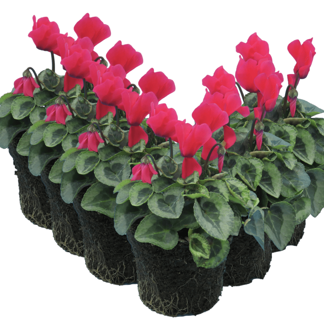 Cyclamen Silver Leaf Salmon 10.5cm - Frankton's