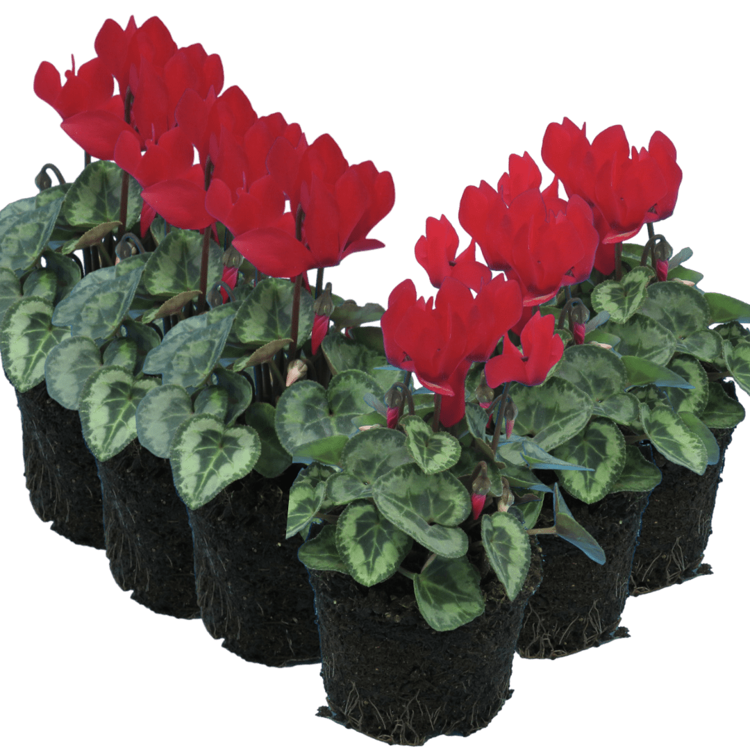 Cyclamen Silver Leaf Scarlet 10.5cm - Frankton's