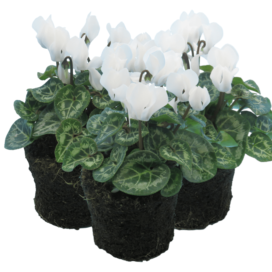 Cyclamen White 10.5cm - Frankton's
