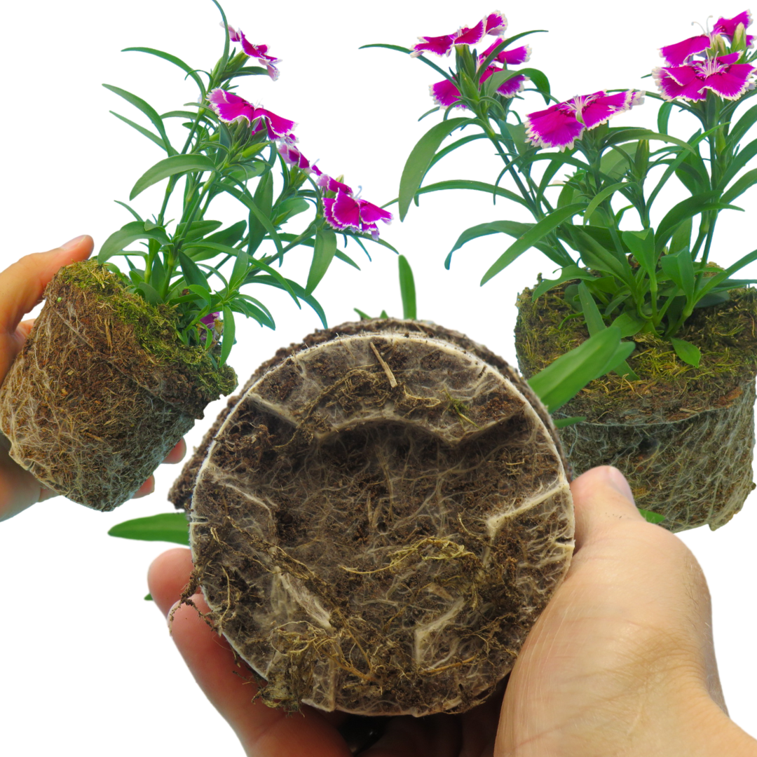 Dianthus Violet Picotee - Frankton's