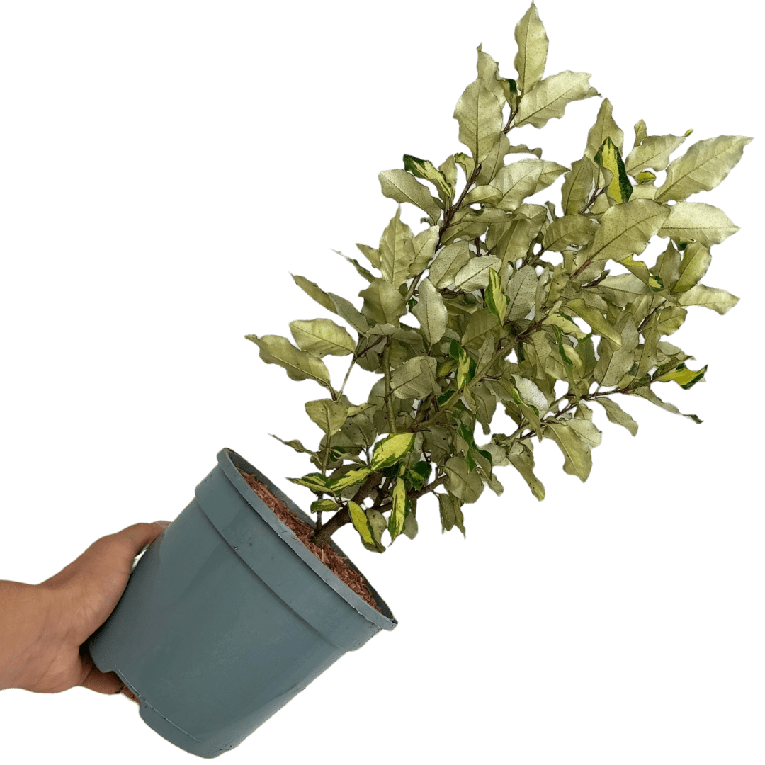 Elaeagnus Ebbingei Maryline - Frankton's