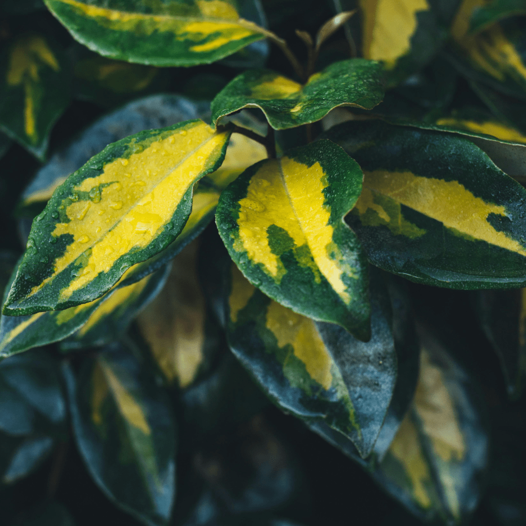 Elaeagnus Ebbingei Maryline - Frankton's