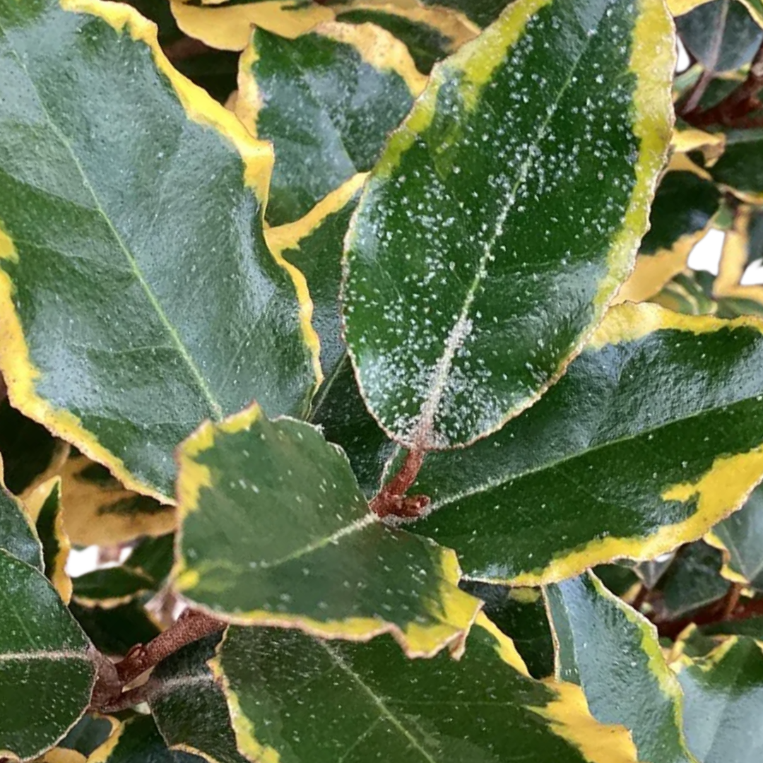 Elaeagnus Viveleg - Frankton's