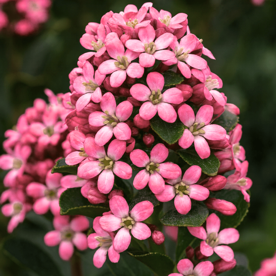 Escallonia Pink Elle - Frankton's