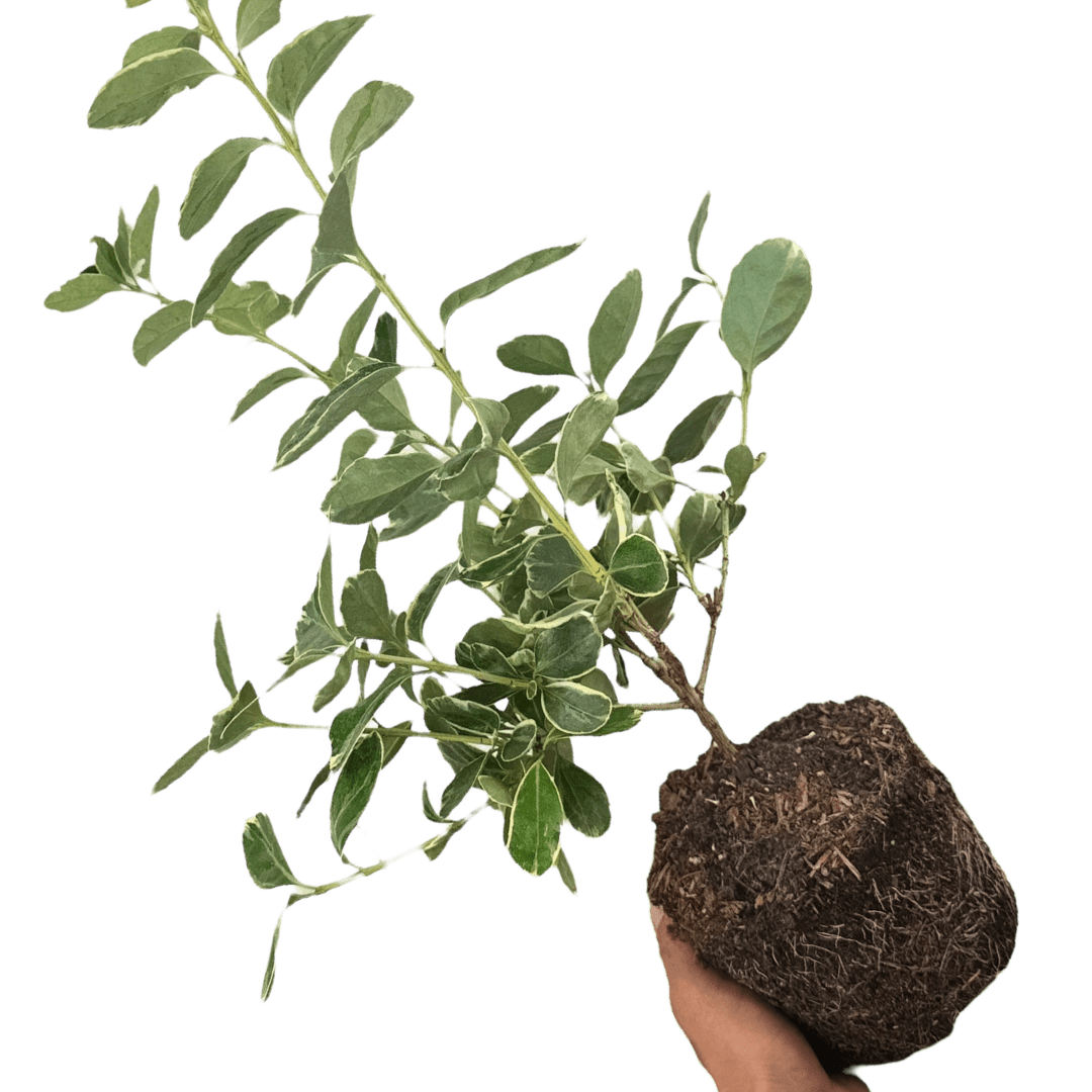 Euonymus Albomarginatus - Frankton's