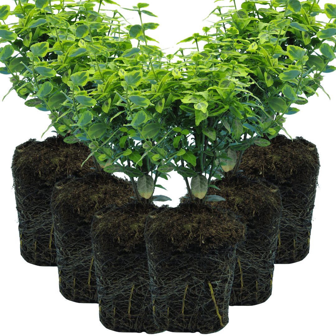 Euonymus Emerald Gold - Frankton's