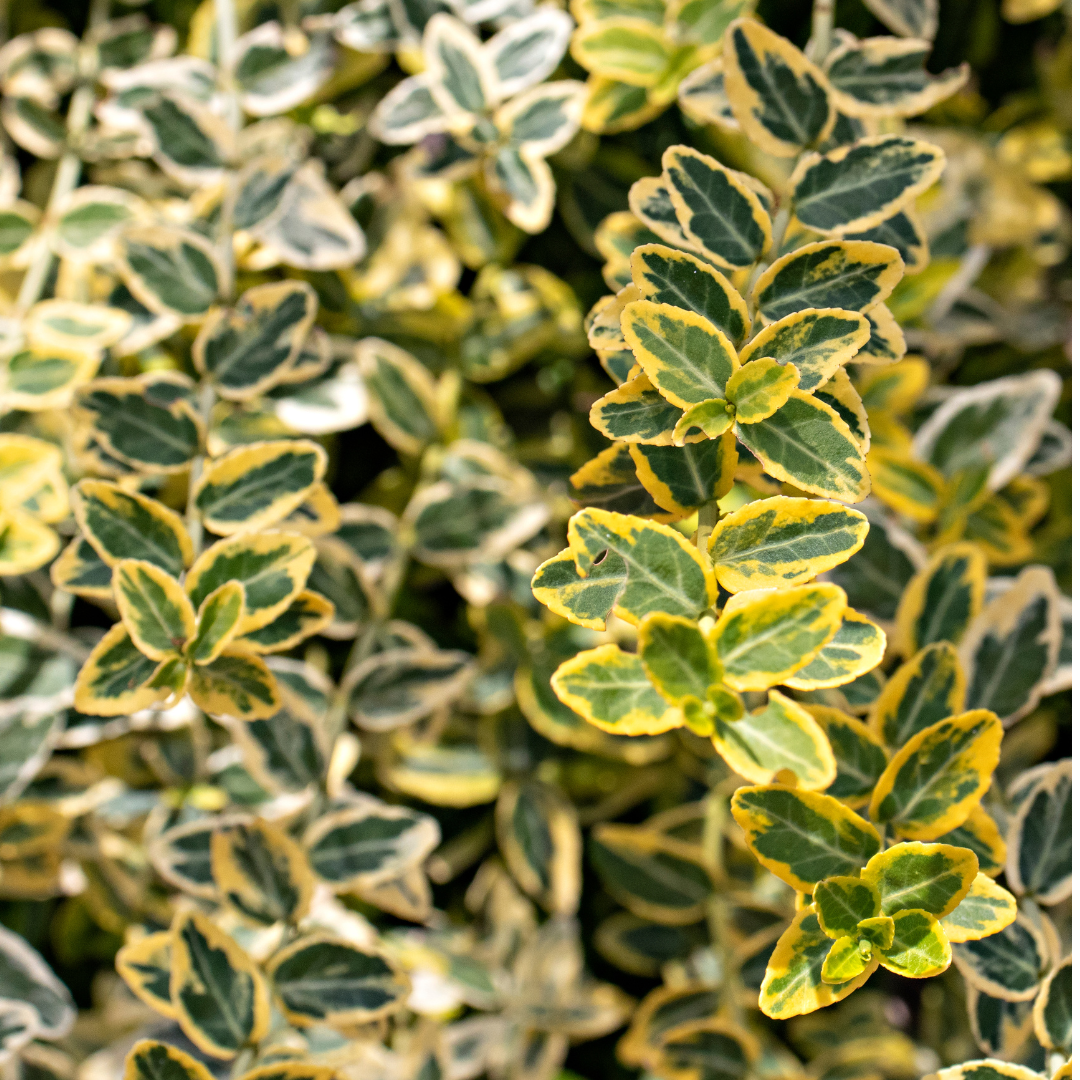 Euonymus Emerald Gold - Frankton's