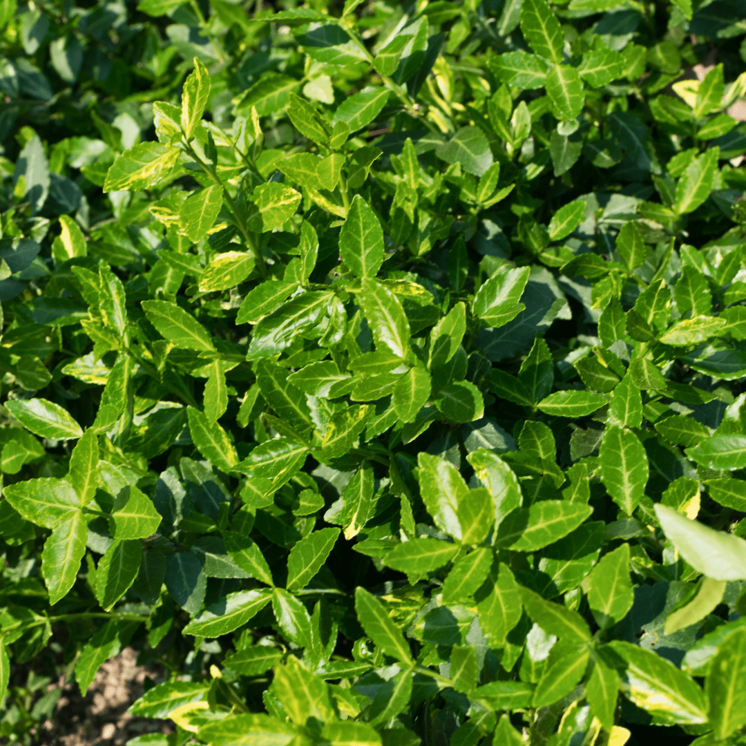 Euonymus Green Spire - Frankton's