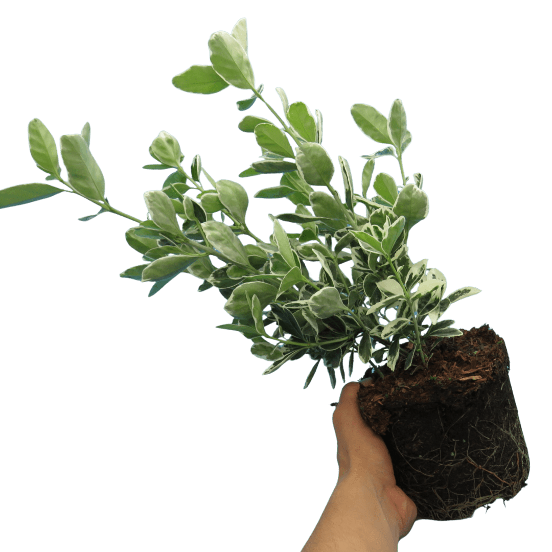 Euonymus Kathy - Frankton's