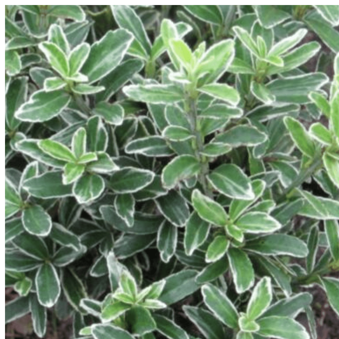 EUONYMUS MICROPHYLLUS ALBOVARIEGATUS - Frankton's