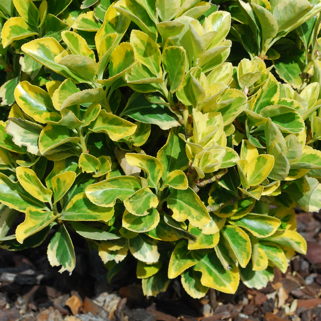 Euonymus Ovatus Aureus - Frankton's