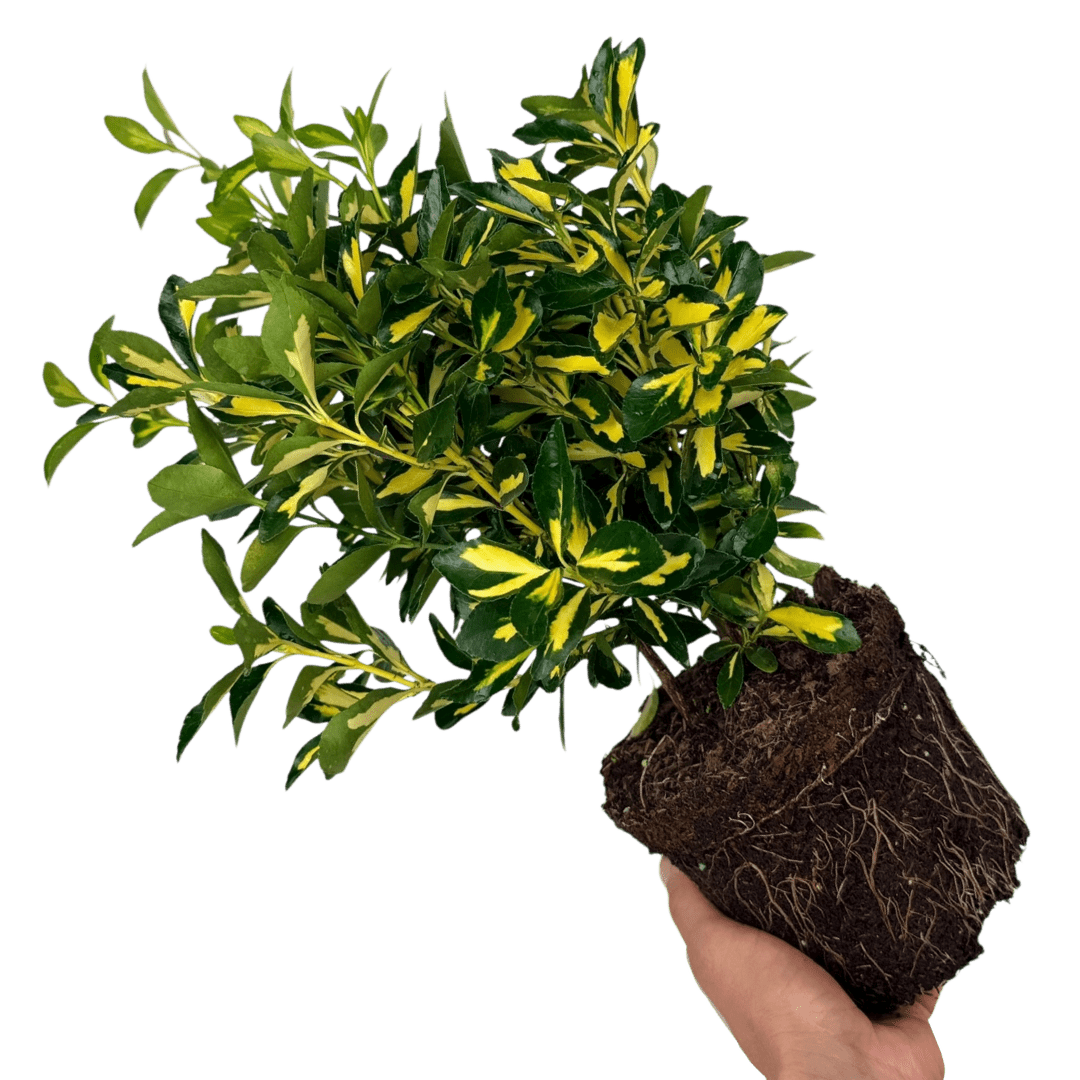 Euonymus Ovatus Aureus - Frankton's