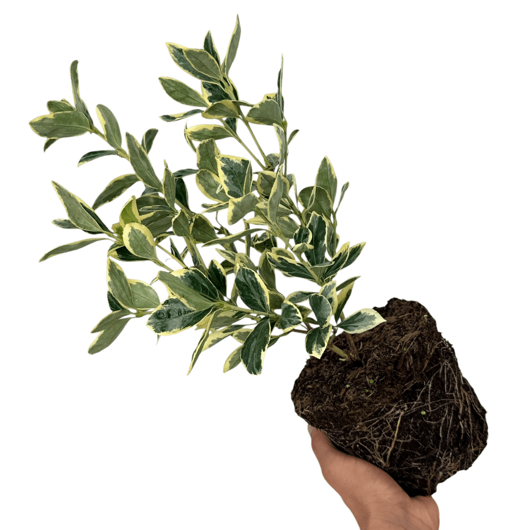 Euonymus President Gauthier - Frankton's